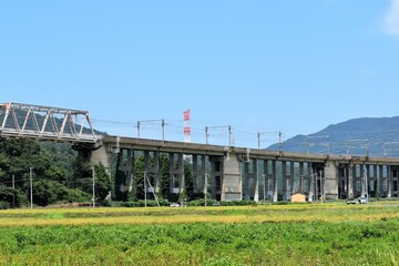 鉄橋、高架、JR、国鉄、湖西線、架線、稲、田んぼ、夏空、青空、白い雲