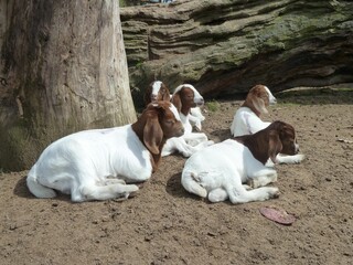 Herd of young Boer goats lying on the ground in a farm in Australia