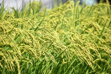 水田、稲作、稲、米、豊作、9月、稲刈り