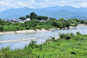 白鷺、シラサギ、鷺、アオサギ、青鷺、滋賀県、姉川、河川敷、大群、夏空、白い鳥、鳥の群れ