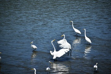 白鷺、シラサギ、鷺、アオサギ、青鷺、滋賀県、姉川、河川敷、大群、夏空、白い鳥、鳥の群れ