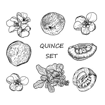 Vector set of black and white images of flowers and quince fruits