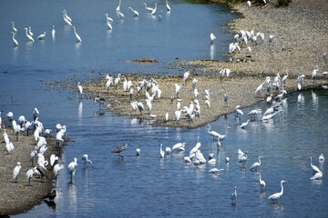 白鷺、シラサギ、鷺、アオサギ、青鷺、滋賀県、姉川、河川敷、大群、夏空、白い鳥、鳥の群れ