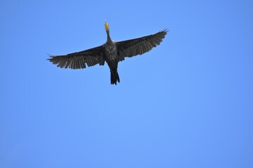 滋賀県、姉川、河川敷、大群、夏空、鳥の群れ、青空、白い雲