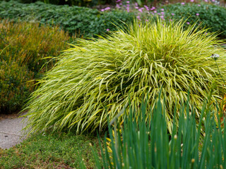 Yellow tuft of Japanese forest grass, Hakonechloa macra aureola. Ornamental Grass - Hakonechloa...