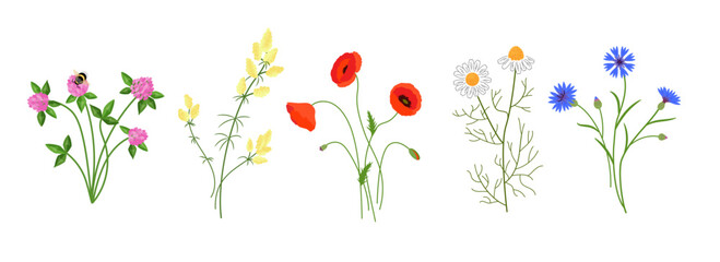 Set of meadow flowers. Vector color isolated illustration.	