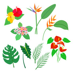 Set of tropical plants. Vector isolated colorful illustration.