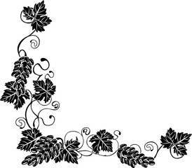 grapevine illustration background