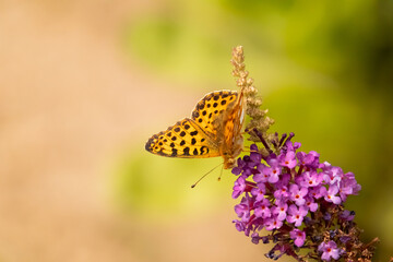 Motyl , Dostojka latonia.