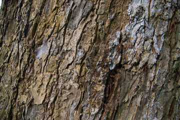 The textured background of old Big tree bark