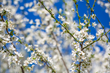 White flowers bloom in the trees. Spring landscape with blooming sakura tree. Beautiful blooming garden on a sunny day. Copy space for text.