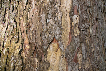 The textured background of old Big tree bark