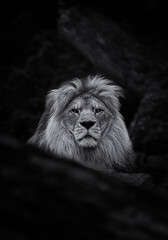 lion head in black and white