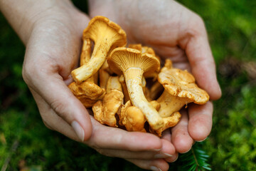 A handful of wild chanterelles, forest mushrooms close-up.