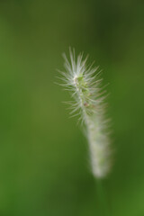 東京ミッドタウンの猫じゃらし