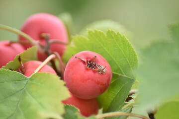 Rote Beeren - Scharlachdorn (Crataegus pedicellata)