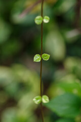 東京赤坂にある東京ミッドタウンのアイビー