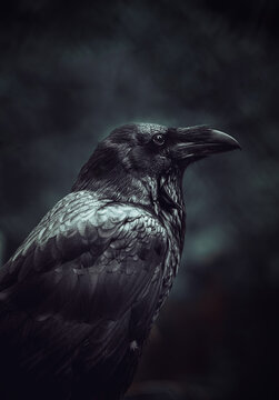 Celtic Ravens の画像 626 件の Stock 写真 ベクターおよびビデオ Adobe Stock