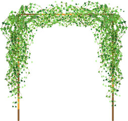 Fototapeta premium Green vine, creeper or ivy hanging from above or climbing the wall.Decorative column for garden or home.Template on white background.