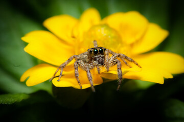 beautiful jumping spider on a yellow flower