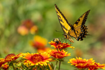 Eastern Tiger Swallowtail On Orange and Red Flowers with Bee