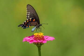 Pipevine Swallowtail Butterfly on Red Zinnia