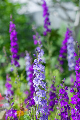 Fototapeta premium Vertical photograph of lilac wildflowers. The rest of the flowers and grass are out of focus