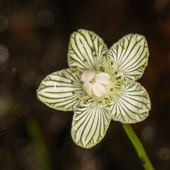 Kidney-leaf Grass-of-Parnassus 