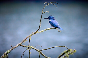 Male Belted Kingfisher (Megaceryle alcyon) perched on a dead branch at Lake Chatuge, NC.