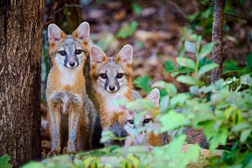 Three Juvenile Gray Fox Kits (Urocyon cinereoargenteus) in a forest.
