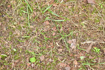 Outdoor Lawn Background Natural Land