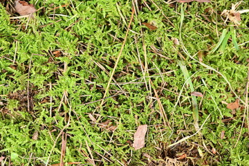 Outdoor Lawn Background Natural Land