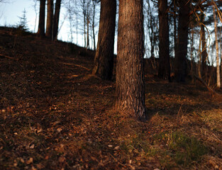 Pine trees under the forest browns ground and tree trunks