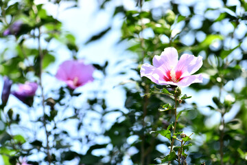 Korean flower, Mugunghwa, pink flower
