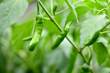 Korean Rural Scenery Green Chili Pepper