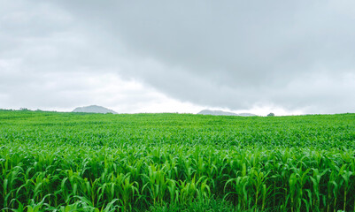 Fototapeta na wymiar Beautiful corn field farm view On the hills of beautiful mountains and greenery of nature during the rainy season and forest in tropical Thailand, suitable for planting.