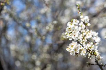 White flowers bloom in the trees. Spring landscape with blooming sakura tree. Beautiful blooming garden on a sunny day. Copy space for text.