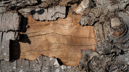 Tree trunk with peeled bark texture wood background pattern - Wooden bark frame with copy space