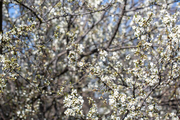 White flowers bloom in the trees. Spring landscape with blooming sakura tree. Beautiful blooming garden on a sunny day. Copy space for text.