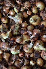Freshly dug onion fruits in autumn. Harvesting onions.