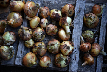 Freshly dug onion fruits in autumn. Harvesting onions.