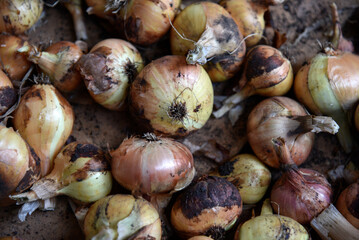 Freshly dug onion fruits in autumn. Harvesting onions.