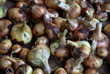 Freshly dug onion fruits in autumn. Harvesting onions.