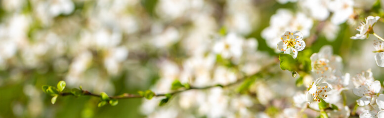 White flowers bloom in the trees. Spring landscape with blooming sakura tree. Beautiful blooming garden on a sunny day. Copy space for text.