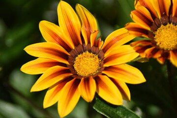  Blühende Gazanie (Gazania)