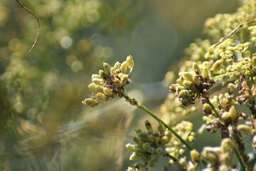 Blattläuse an einem Dunkelblättrigem Fenchel
