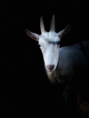 white goat withhorns