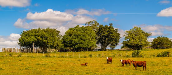 Meadow landscape scene