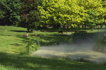 Park with foggy stream and geese in the grass on the bank.