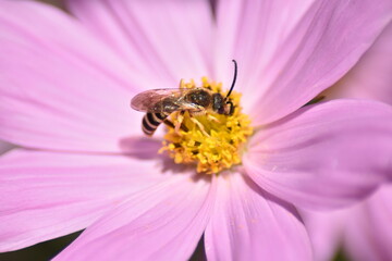 Rosa blühendes Schmuckkörbchen (Cosmos bipinnatus) mit Insekt